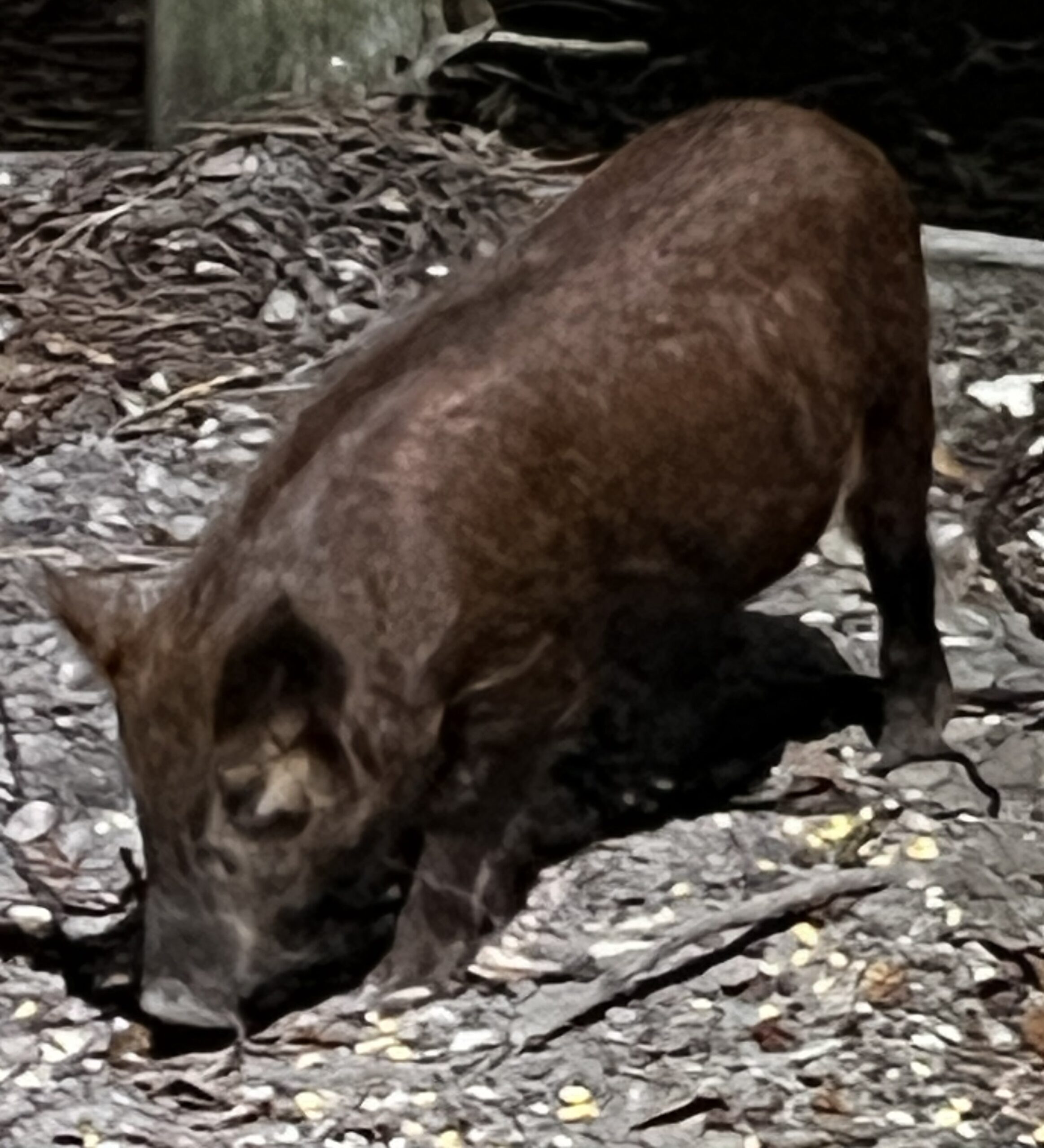 Young Miss Piglet